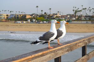 JKW_7621web Seagulls on Seal Beach.jpg